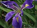 Guy Fanguy - Artist - Photographer - Guy Fanguy - Louisiana - Flowers on the Bayou (8).jpg Size: 52919 - 9